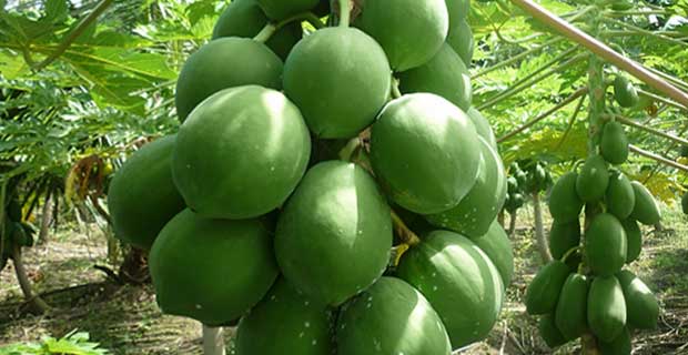 The benefits of Papaya for weightloss and other disorders