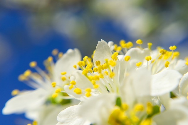 Dust and Pollens are common sinus triggering agents