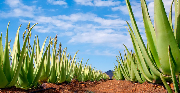 Aloe Vera can be grown in pots as well
