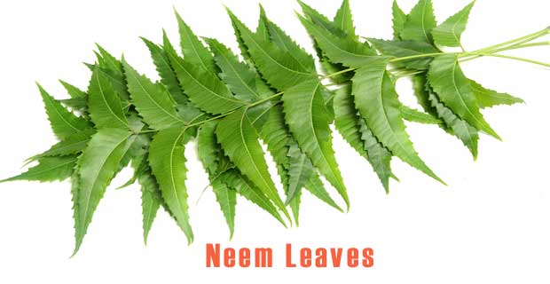 Neem Leaves boiled in water