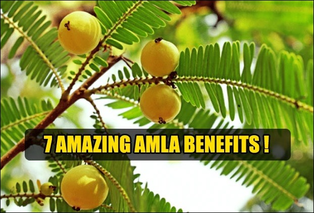 The benefits of Amla is spread across several ailments of human body
