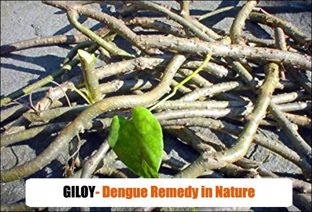 Giloy leaves and stem helps in increasing blood platelet count in dengue patients
