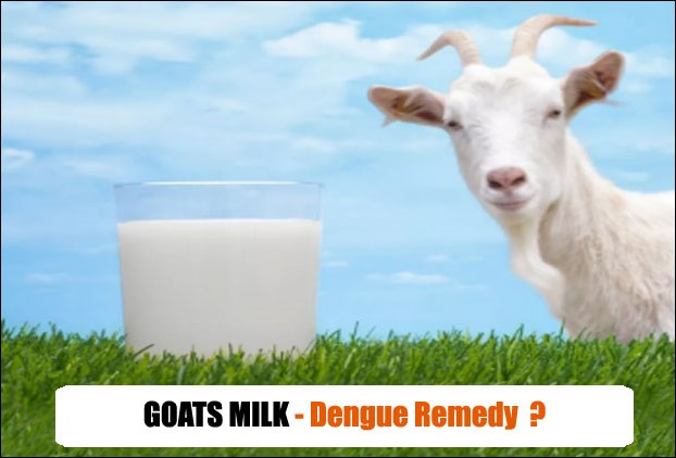 Goats milk is beneficial in platelets remains doubtful
