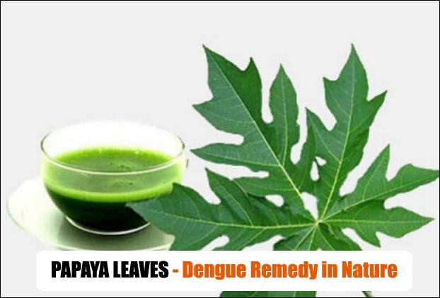 Papaya Leaves Juice for dengue treatment