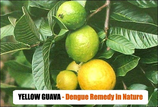 Yellow guava is also seen to increase platelets count in dengue patients