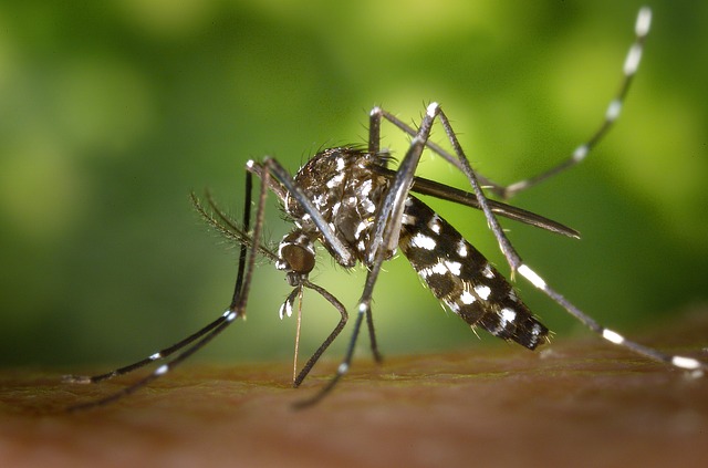 5 Facts About Dengue Fever