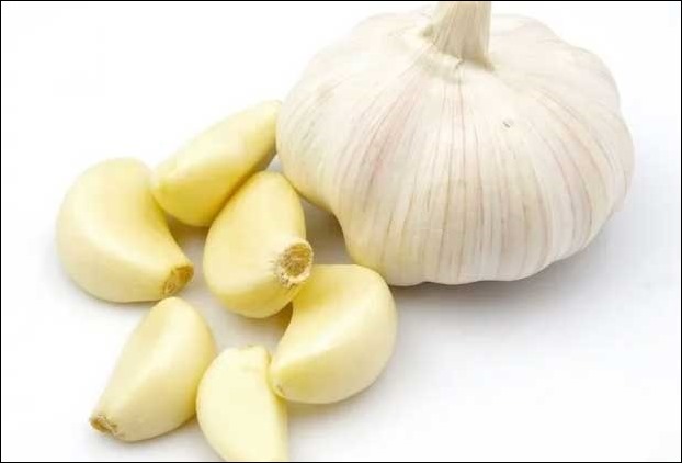 Natural Antibiotic Herb - Garlic