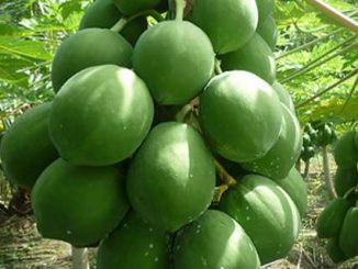 The benefits of Papaya
