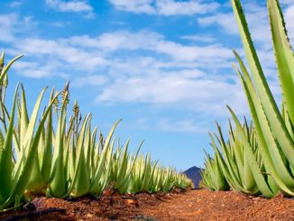 Aloe Vera can be grown in pots as well
