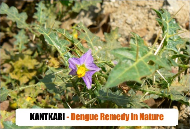 Thorny Nightshade (Kantkari) Leaves is used in dengue fever treatment in tribal medicine Thorny Nightshade (Kantkari) Leaves is used in dengue fever treatment in tribal medicine