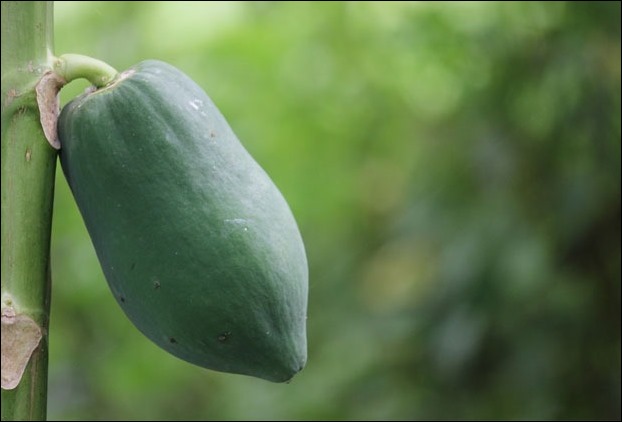 Papaya Tea is a nice remedy for Arthritis