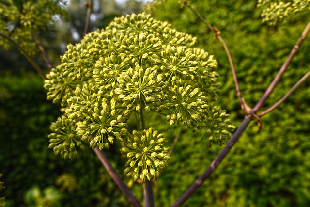 Celery seeds juice lowers uric acid