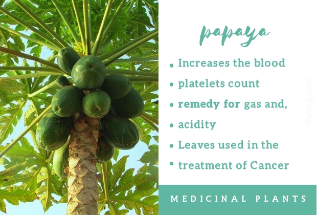 Papaya Fig Ayurvedic Uses