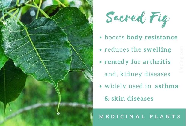 The Sacred Fig, also known as Peepal, holds a special place in Ayurveda medicinal plants and their uses for its therapeutic properties.