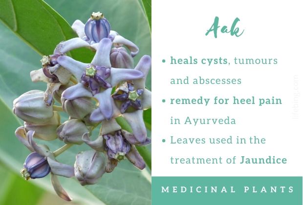 Aak Ayurvedic Uses