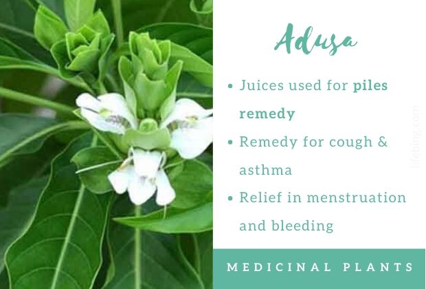 Adusa Ayurvedic Uses