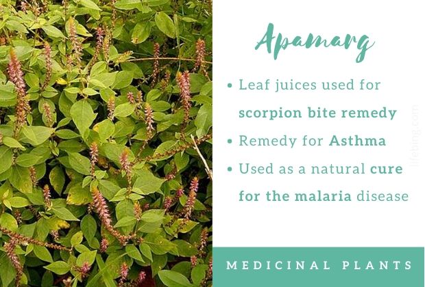 Apanmarg Ayurvedic Uses