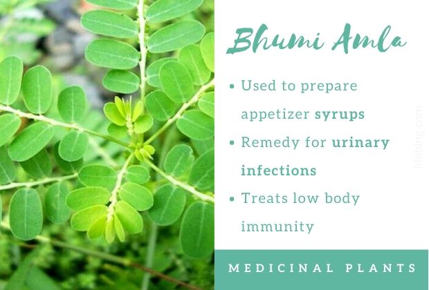 Bhumi Amla Ayurvedic Uses