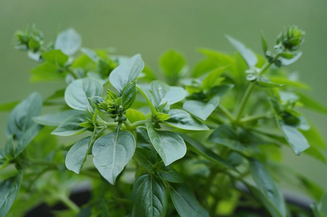 Oregano has natural antibiotics properties