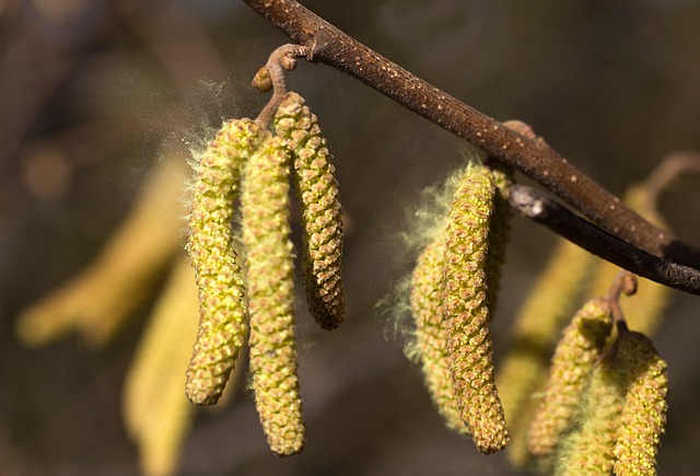 Pollen Allegen Image