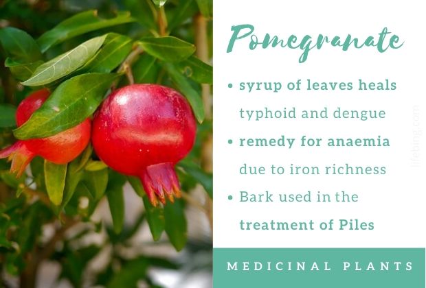 Pomegranate Fig Ayurvedic Uses