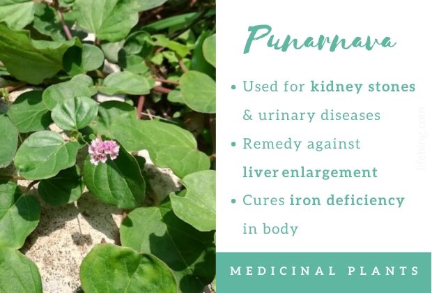 Punarnava Ayurvedic Uses