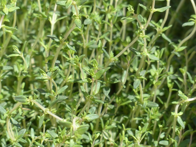 Thyme is another herbal antibiotic to inhibit baterial growth