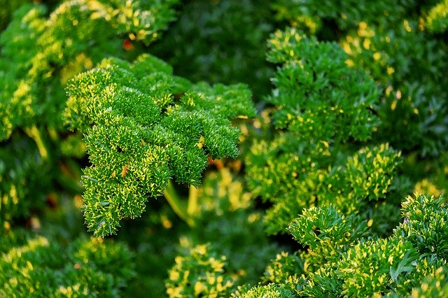 Parsley as uric acid natural remedy