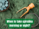 When to take spirulina morning or night ?Benefits | Side Effects