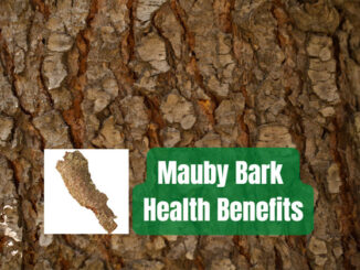 Mauby bark benefits