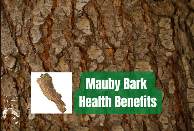 Mauby bark benefits