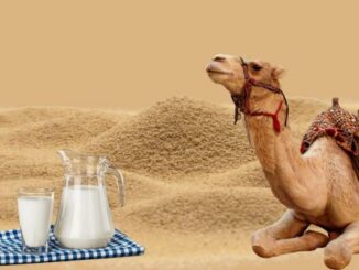 Where to Buy Camel Milk Online
