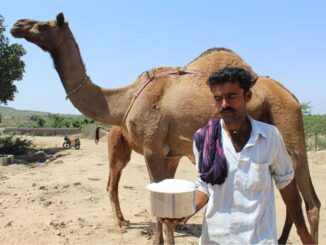 Camel Milk's Amazing Properties