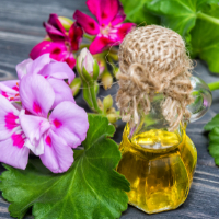 Geranium Oil